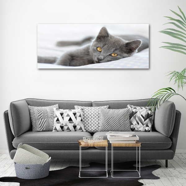 Photo printed on glass Gray cat