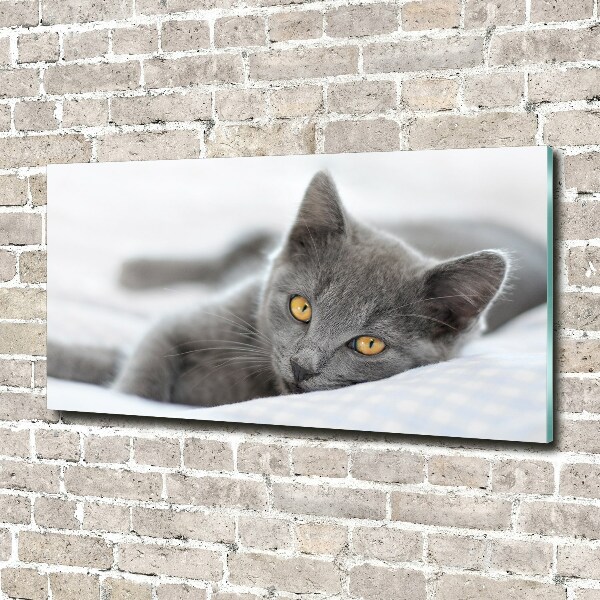 Photo printed on glass Gray cat