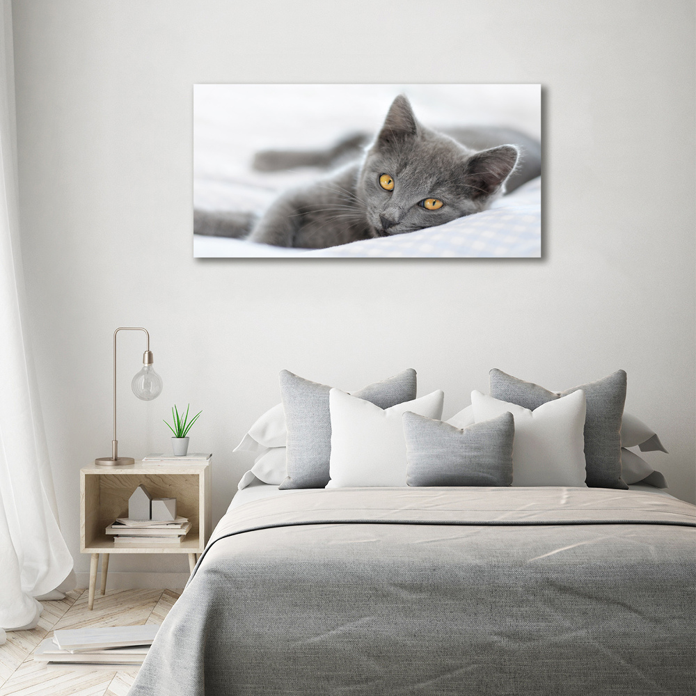 Photo printed on glass Gray cat