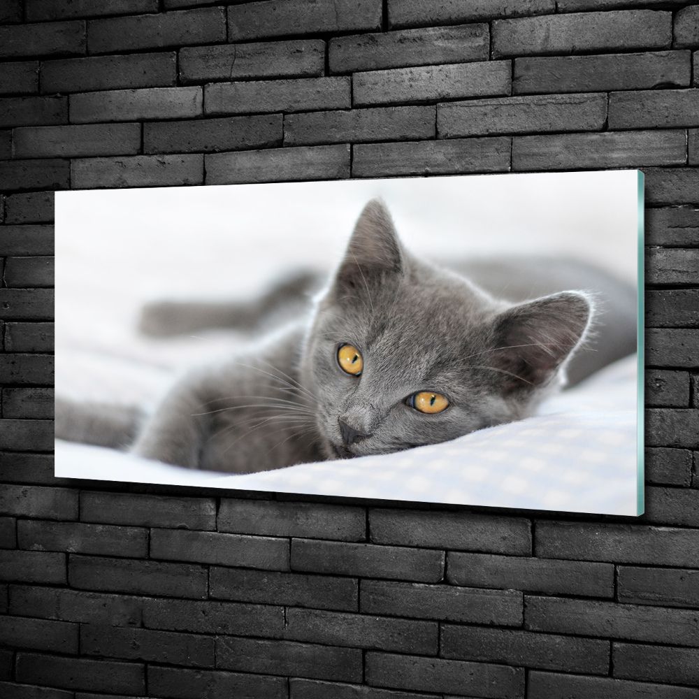 Photo printed on glass Gray cat