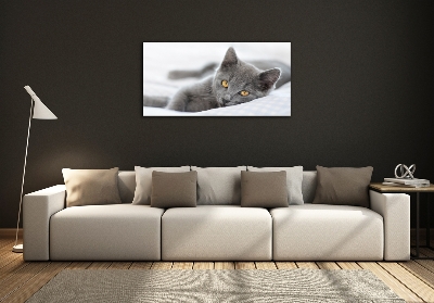 Photo printed on glass Gray cat