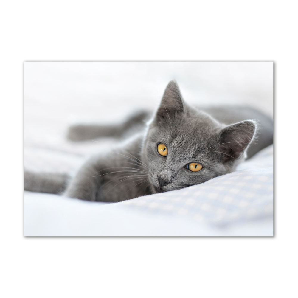 Photo printed on glass Gray cat