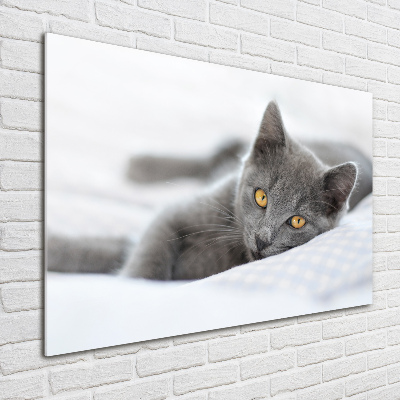 Photo printed on glass Gray cat