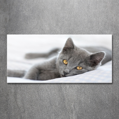 Photo printed on glass Gray cat