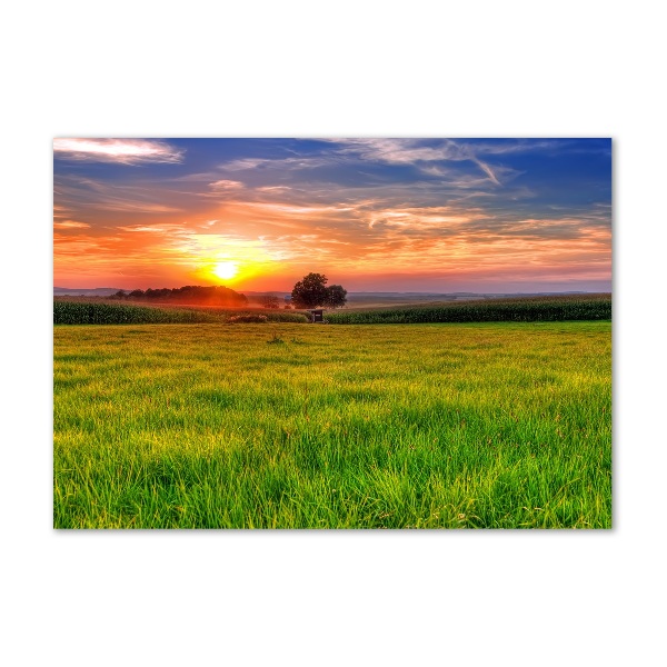 Glass picture wall art Sunset meadow