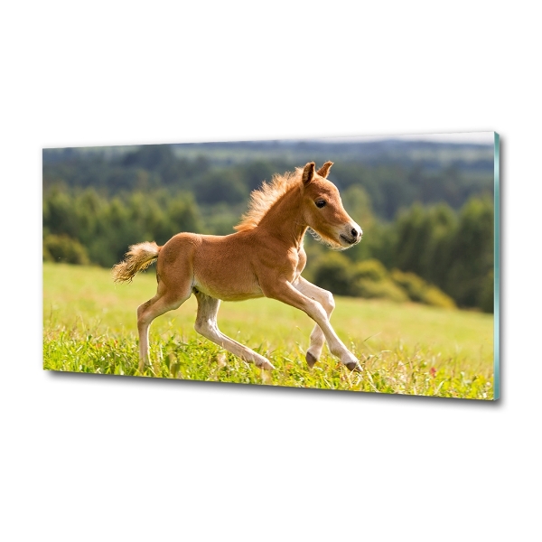 Photo printed on glass Foal at a gallop