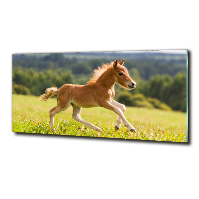 Photo printed on glass Foal at a gallop