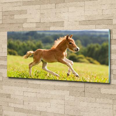 Photo printed on glass Foal at a gallop