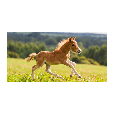 Photo printed on glass Foal at a gallop