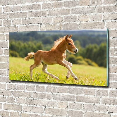 Photo printed on glass Foal at a gallop