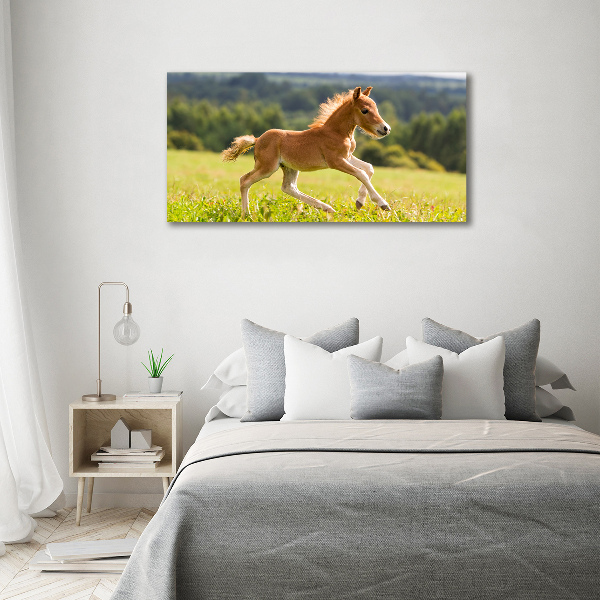 Photo printed on glass Foal at a gallop