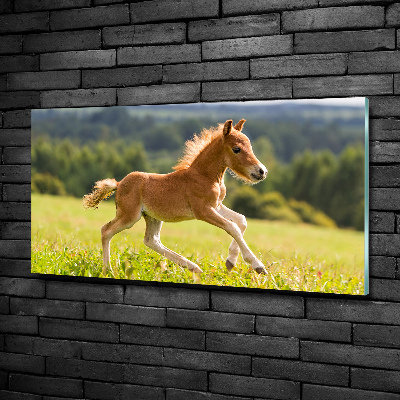 Photo printed on glass Foal at a gallop