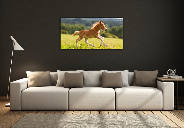 Photo printed on glass Foal at a gallop