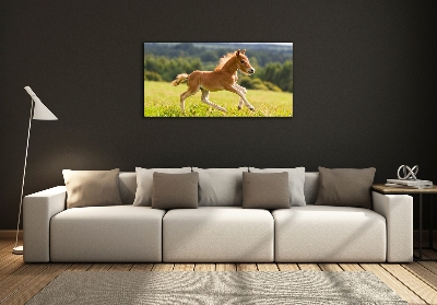 Photo printed on glass Foal at a gallop