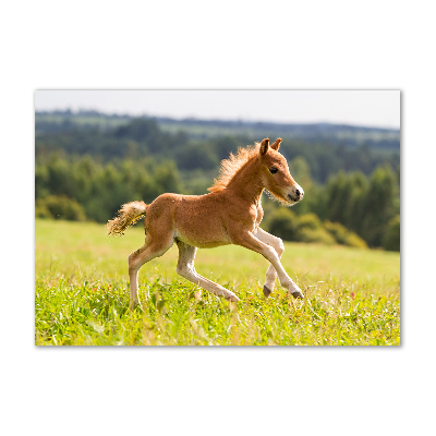 Photo printed on glass Foal at a gallop