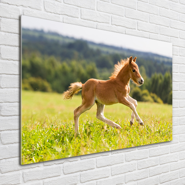 Photo printed on glass Foal at a gallop