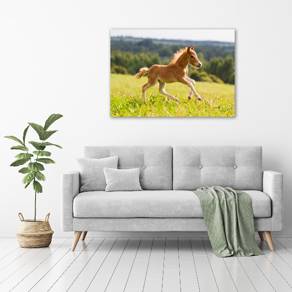 Photo printed on glass Foal at a gallop