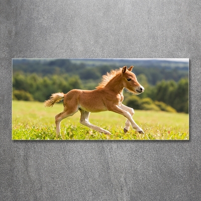 Photo printed on glass Foal at a gallop