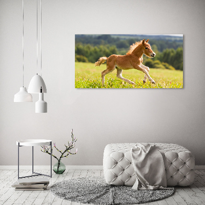 Photo printed on glass Foal at a gallop