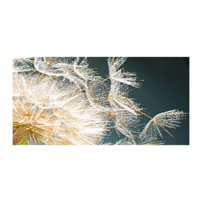 Photo printed on glass Dandelion seeds