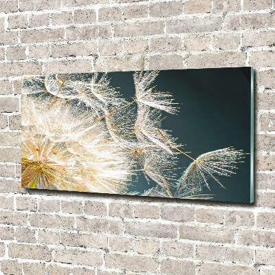 Photo printed on glass Dandelion seeds