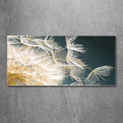 Photo printed on glass Dandelion seeds