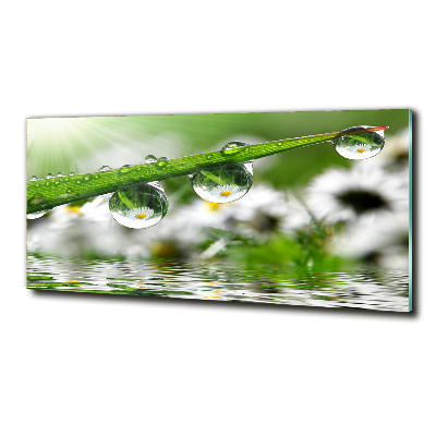 Photo printed on glass Drops on the grass