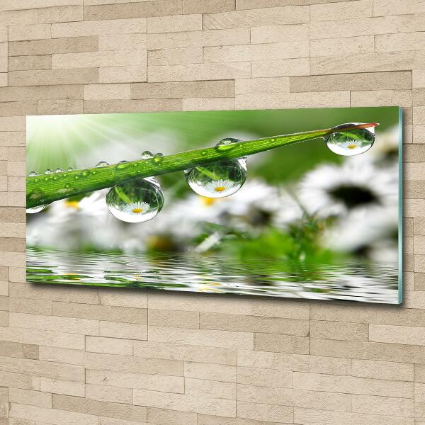 Photo printed on glass Drops on the grass