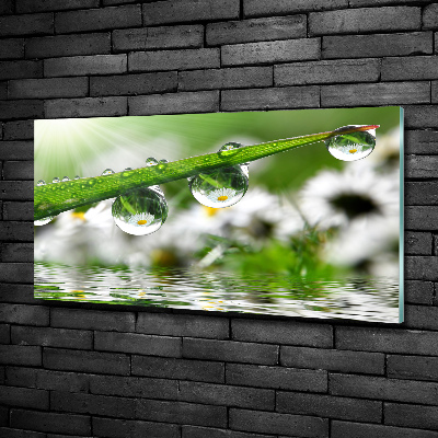 Photo printed on glass Drops on the grass