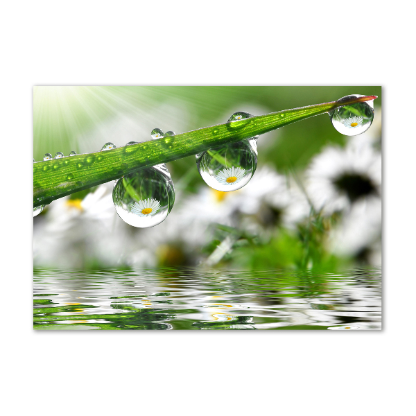 Photo printed on glass Drops on the grass