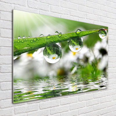 Photo printed on glass Drops on the grass