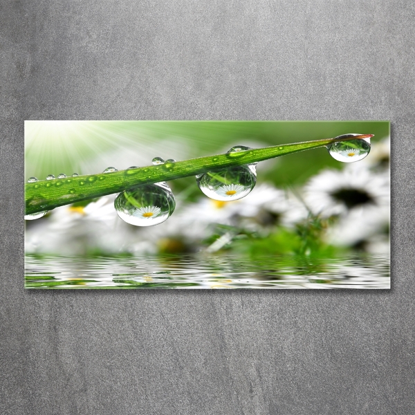 Photo printed on glass Drops on the grass