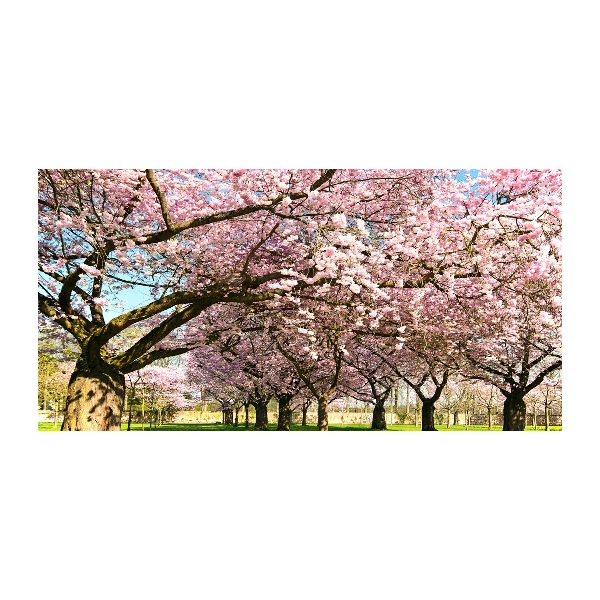 Glass picture wall art Cherry trees