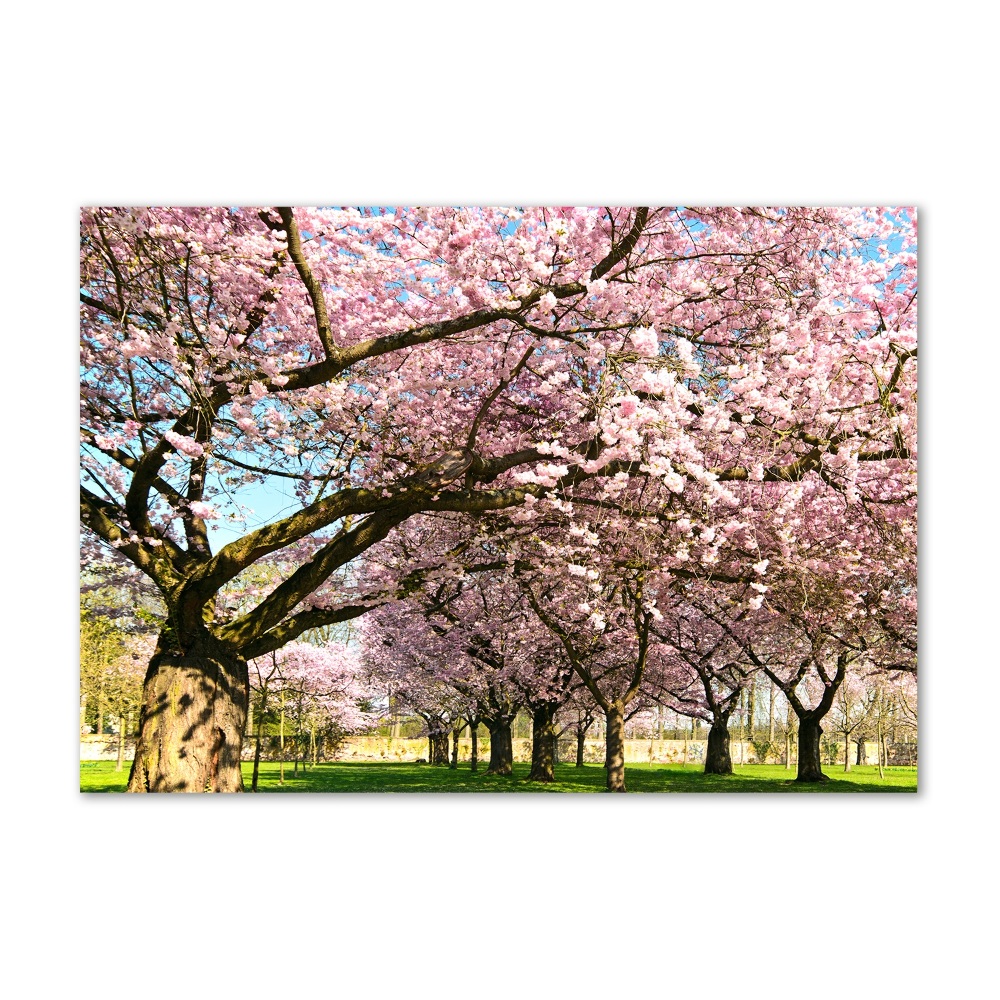 Glass picture wall art Cherry trees