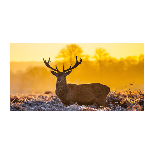 Photo printed on glass Deer sunrise