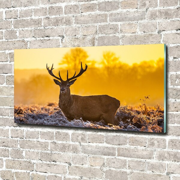 Photo printed on glass Deer sunrise