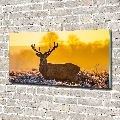 Photo printed on glass Deer sunrise