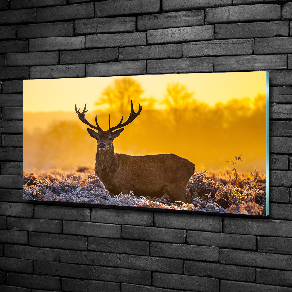 Photo printed on glass Deer sunrise