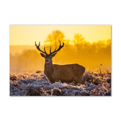 Photo printed on glass Deer sunrise