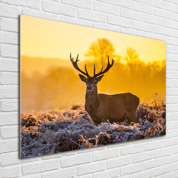 Photo printed on glass Deer sunrise