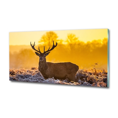 Photo printed on glass Deer sunrise