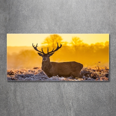 Photo printed on glass Deer sunrise