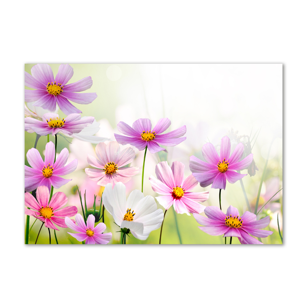 Photo printed on glass Flowers in the meadow