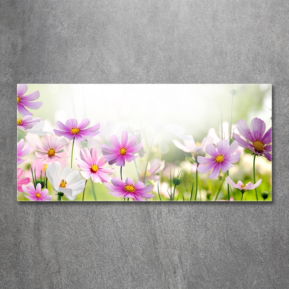 Photo printed on glass Flowers in the meadow