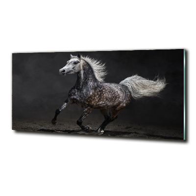 Photo printed on glass Gray arabian horse