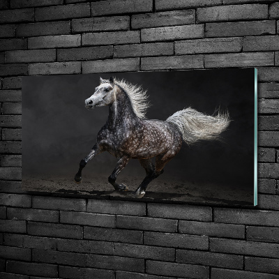 Photo printed on glass Gray arabian horse