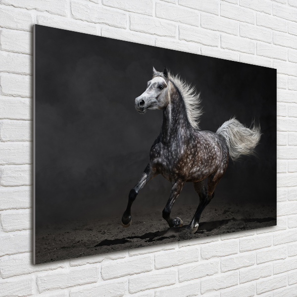 Photo printed on glass Gray arabian horse