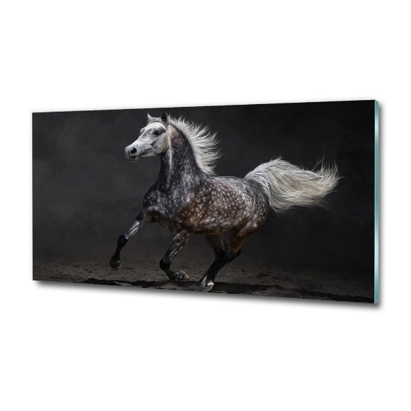 Photo printed on glass Gray arabian horse