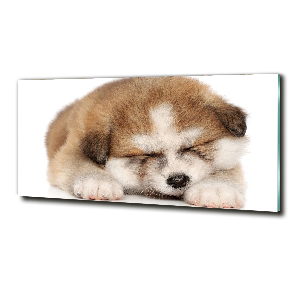 Photo printed on glass Akita puppy