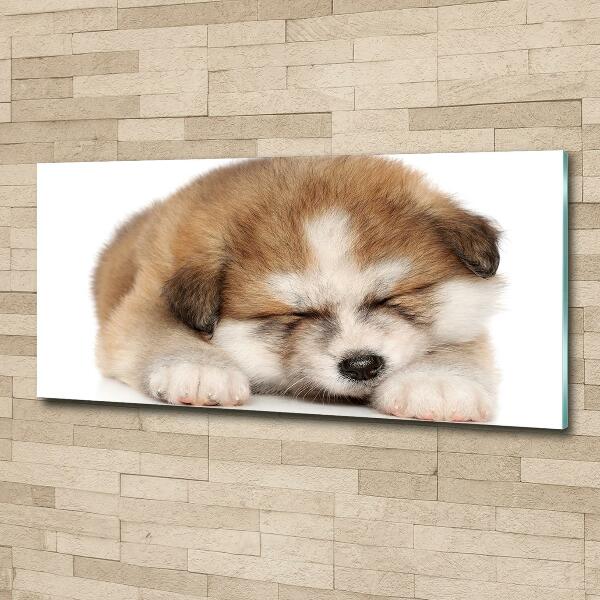 Photo printed on glass Akita puppy